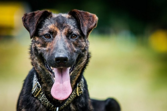NESCA - 9 mies. KOCHANA 18 kg ENERGIA i miłość do świata